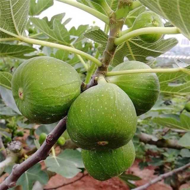 青未了/做一株快乐的无花果