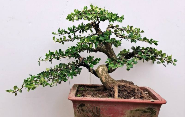 小叶黄杨树盆景的制作和养护管理