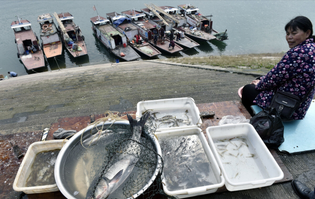 三峽水庫的功臣蓄水放魚20年保水鰱鱅保住了什麼