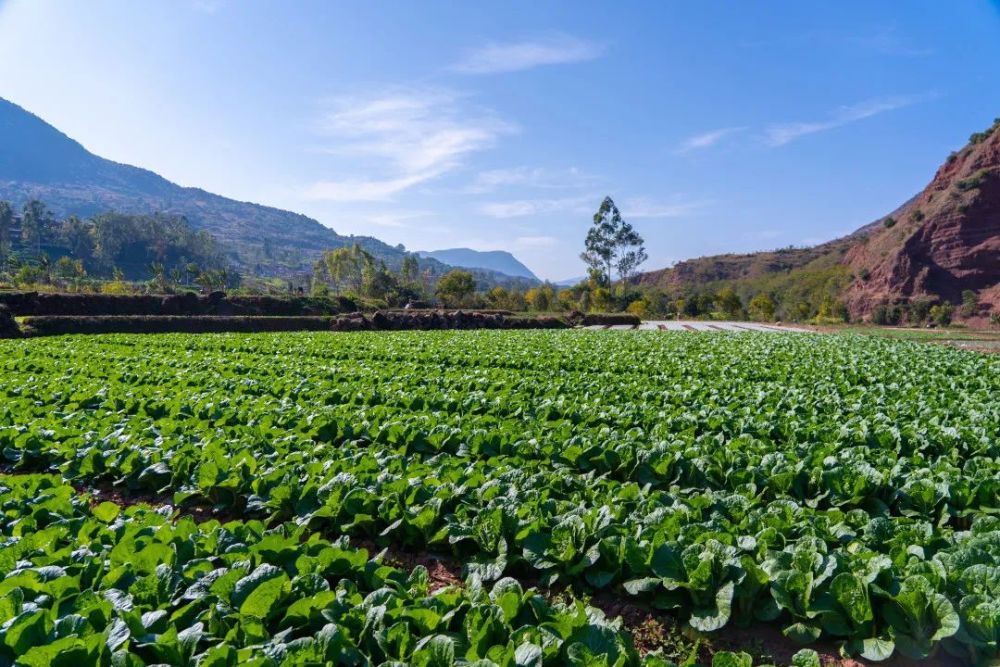 十街乡一茬接一茬冬早蔬菜助农增收