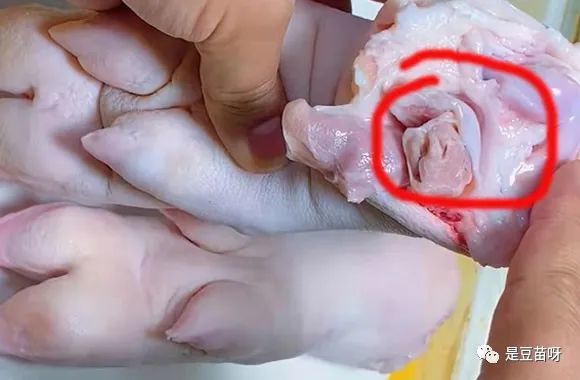 怎样正确分辨猪前蹄和猪后蹄?学会这几招,过年轻松买到全筋猪蹄