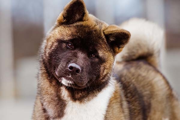 日本六犬是什么意思 分别是哪些犬种 除了这些还有吗 腾讯新闻