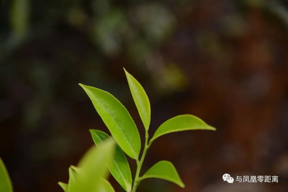 自然花香 单丛茶还有 玉兰香 腾讯新闻
