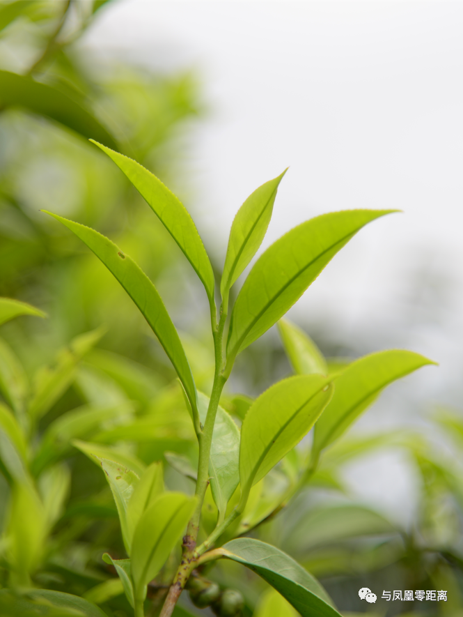 自然花香 单丛茶还有 玉兰香 腾讯新闻