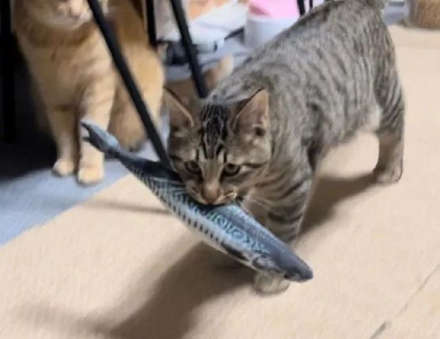 狸花猫快吃我捕到的鱼鱼
