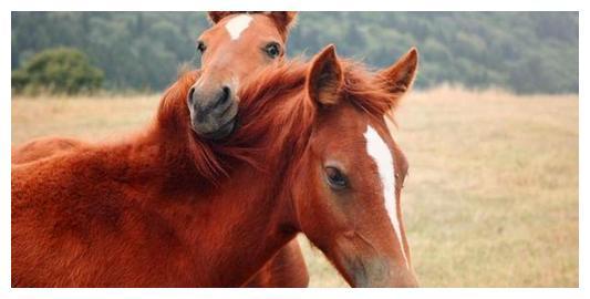 吕布死后赤兔马被曹操送给了关羽方天画戟被曹操送给了谁