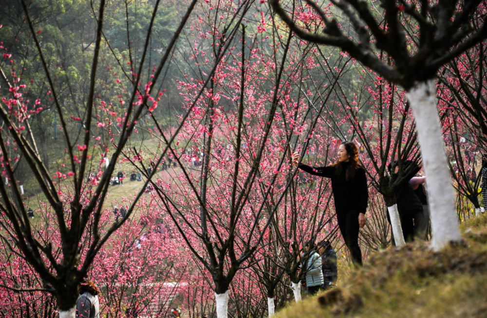 歌乐山梅花图片