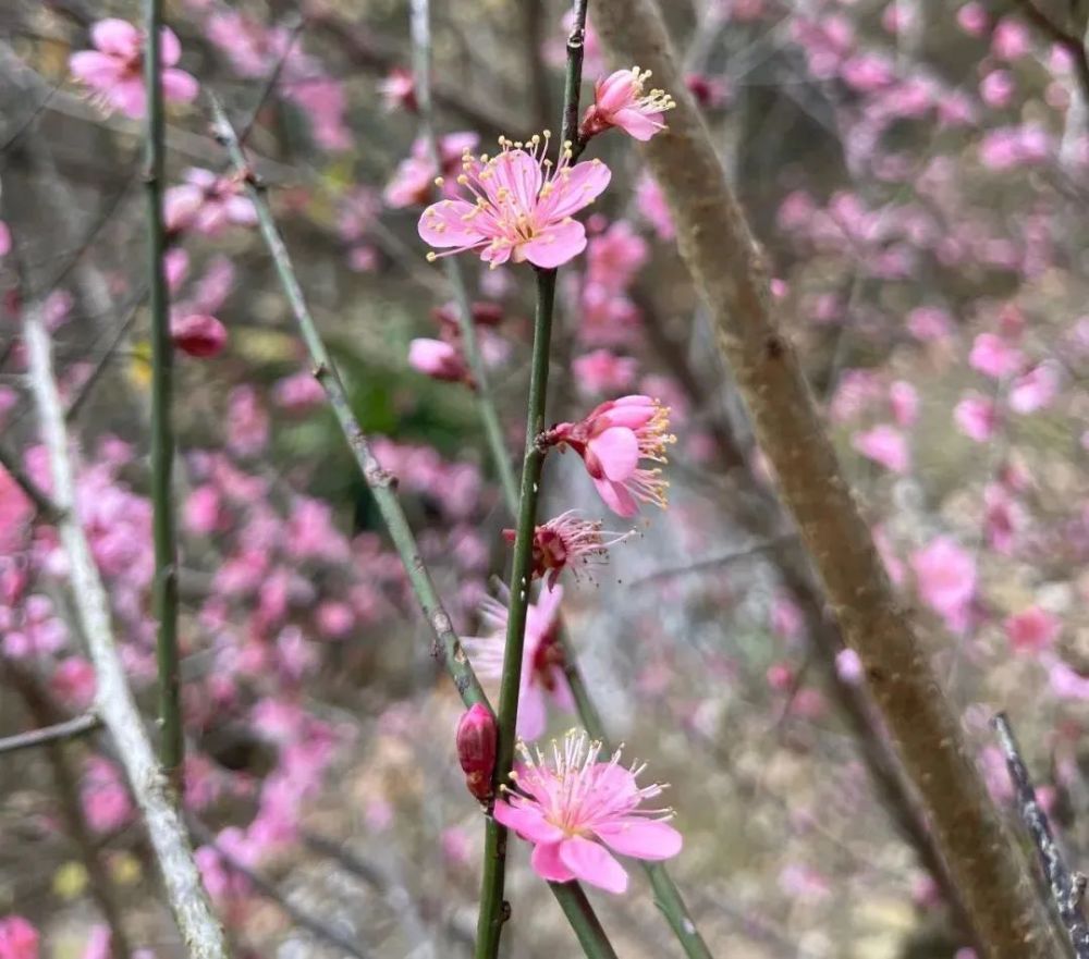 梅关古道:红梅腊梅开 赏梅最佳时不经一番寒彻骨,怎得梅花扑鼻香.
