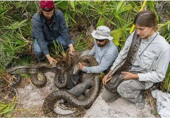 美国恐遭生物入侵十万条大蛇大举进攻全职猎人也无计可施