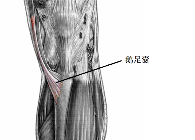 膝关节鹅足囊炎是给人家打伤的我们去松解就是火上加油