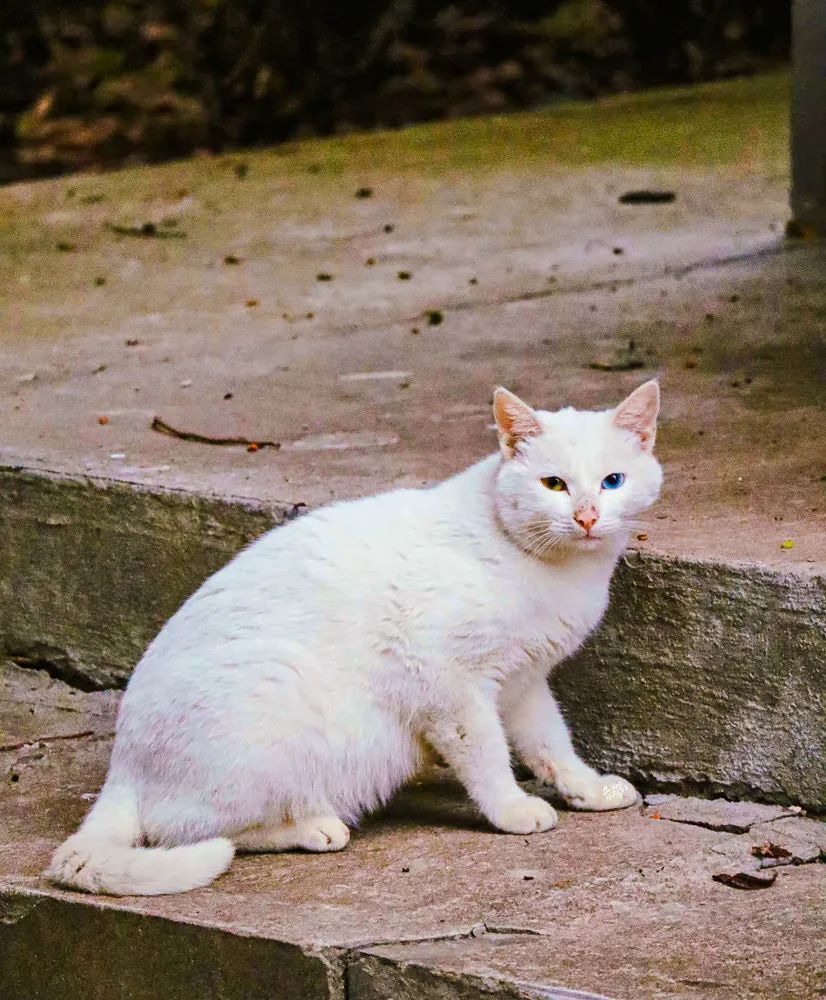 松江大學城小動物頻繁亮相你都見過啥