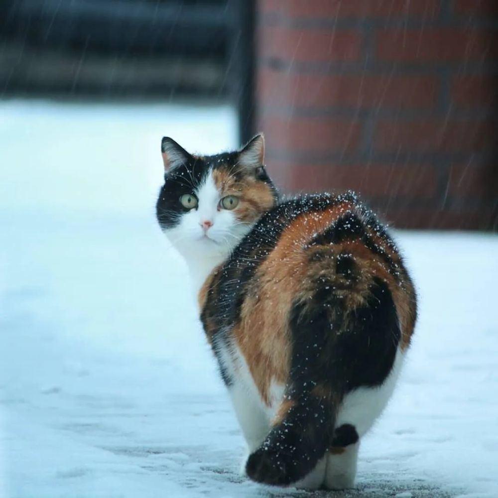 土猫也有不同的种类这几种颜值超高的田园猫你认识吗