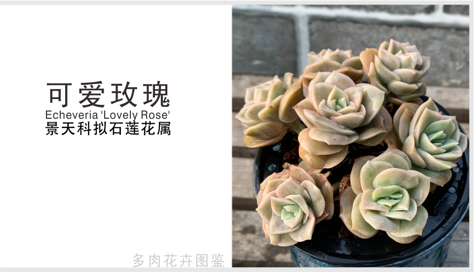 可爱玫瑰 景天科拟石莲花属多肉植物 呈玫瑰花瓣样 可出果冻色好看 腾讯新闻