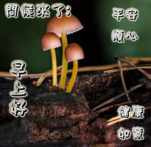 最新版早上好問候語超漂亮的圖片帶字,分享朋友圈最暖心的早安祝福