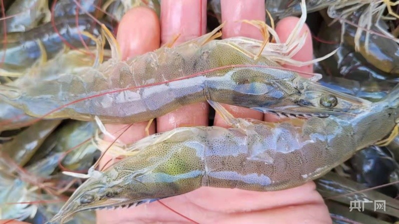 贵州贞丰:南美白对虾养殖助力乡村振兴_腾讯新闻