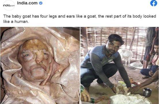 咋回事印度出现多只人脸山羊是基因变异还是杂交产物