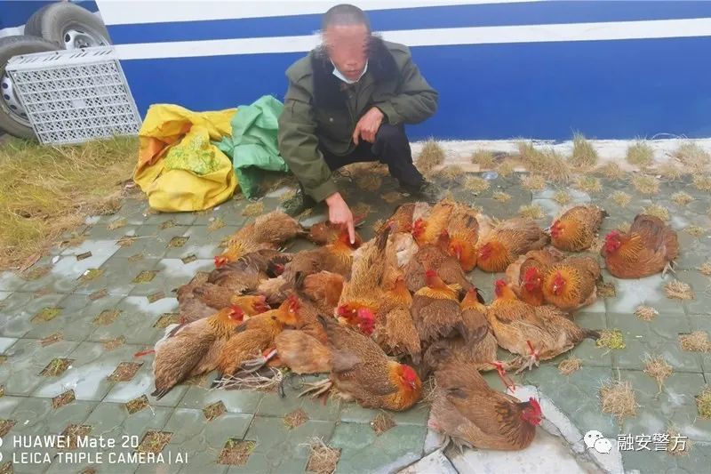 广西一男子进村偷了108只生鸡还堂而皇之地挑去卖