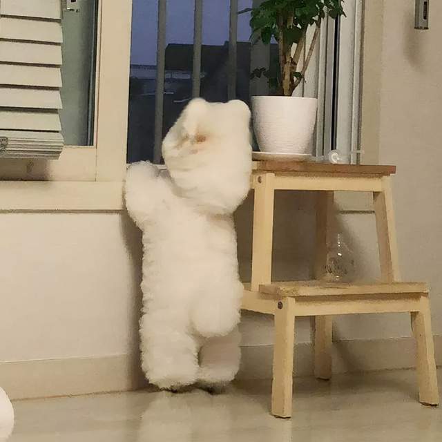 再晚点可就狗命不保了哈士奇我本来想拆门结果被门反杀了