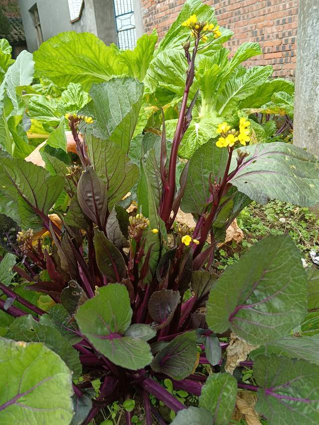 红油菜原创文章和原创图片,喜欢我的分享就请关注我吧,明天的内容将