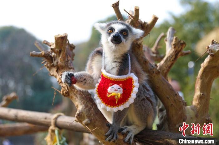 常州一动物园为动物穿新衣花式送新春祝福