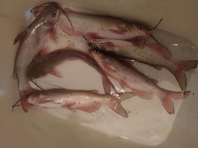 广西男子钓上"斑点鲶鱼",担心是芝麻剑一夜没睡,网友:放心吃