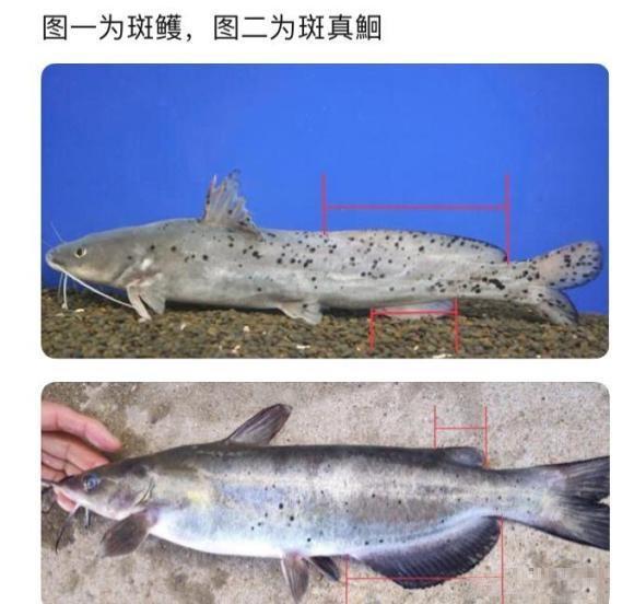广西男子钓上"斑点鲶鱼",担心是芝麻剑一夜没睡,网友:放心吃