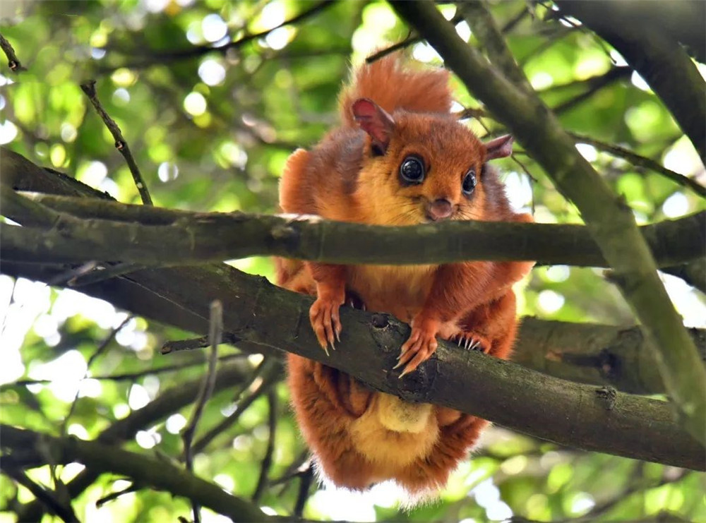 福建天宝岩发现飞虎长得像树狗住20米高的树洞可滑翔60米远