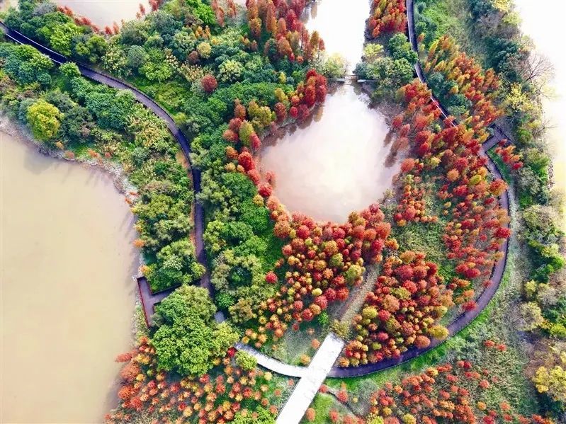 湾咀头湿地公园通过生态化建设营造出多样化生境,为多种生物提供不同