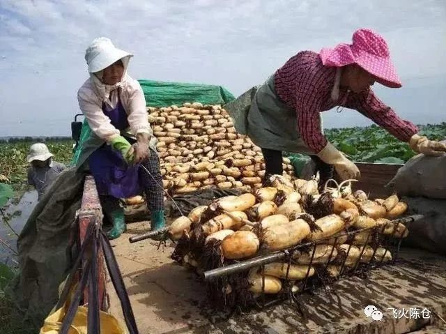 洽川九眼莲仅盛产于合阳县洽川镇的温泉水域的上游一带,主产区以洽川