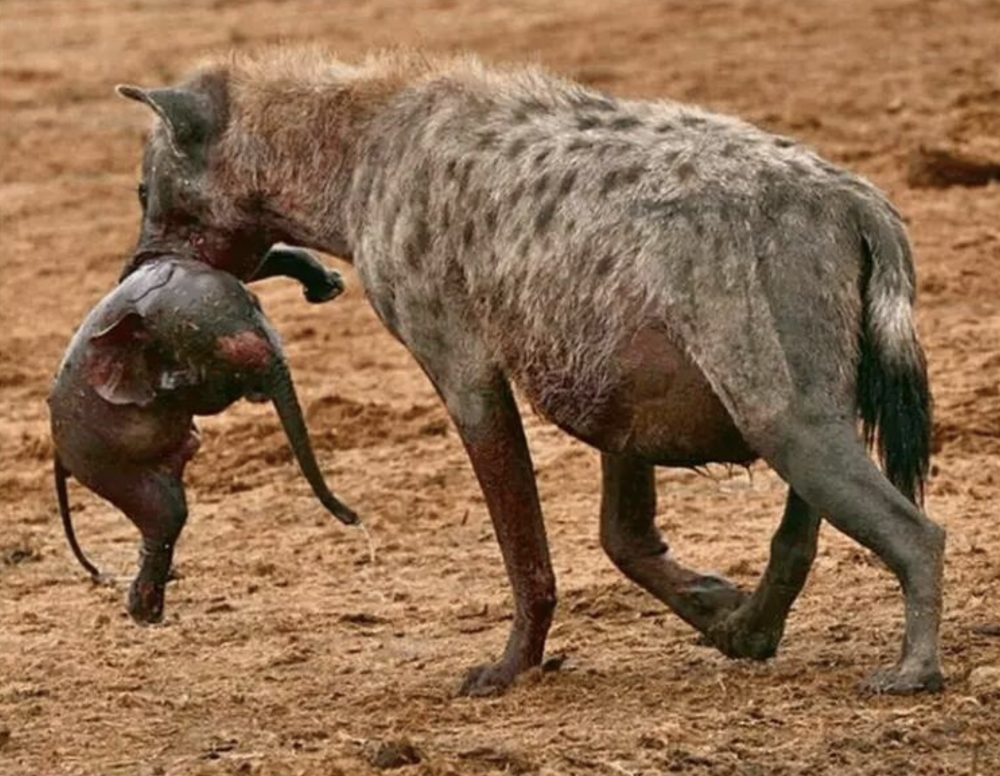 斑鬣狗为什么喜欢掏肛动物被掏肛时为什么原地不动