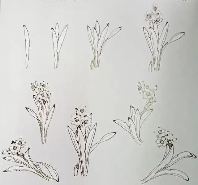 冬天了学画水仙花吧