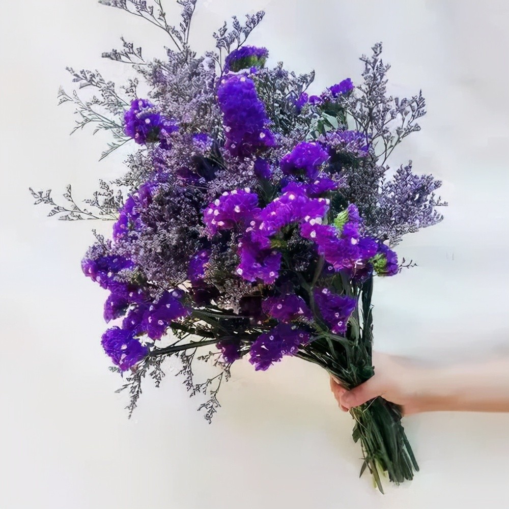 特点就是即使是鲜花,摸上去也是干巴巴的,水分极少,比如麦秆菊,满天星