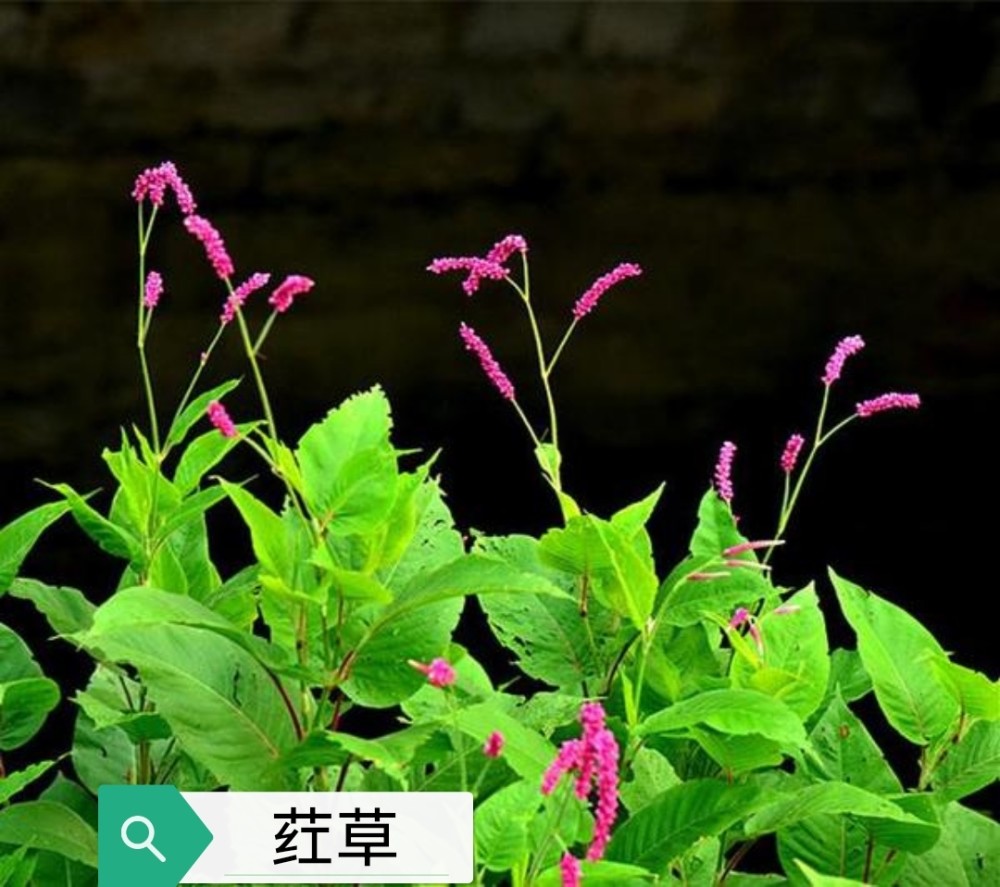 中药古今研究荭草荭草花荭草根