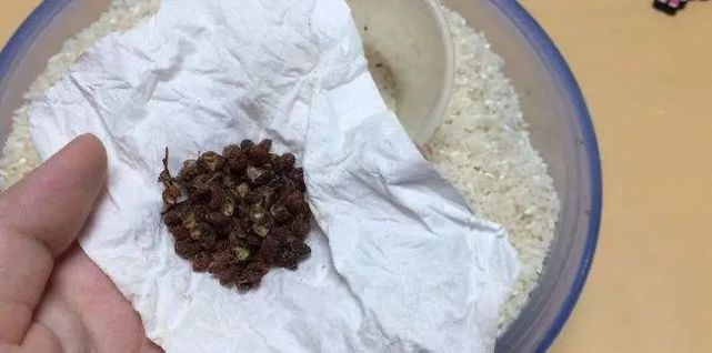 不管家里有没有钱,记得在床底撒把花椒,好多人不清楚,涨知识了