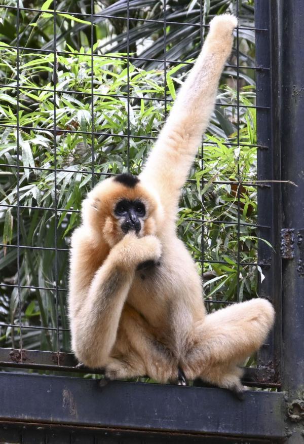 海口引入雌性北白颊长臂猿开展合作繁育