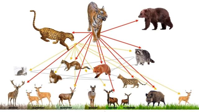 埃迪卡拉动物群图谱图片