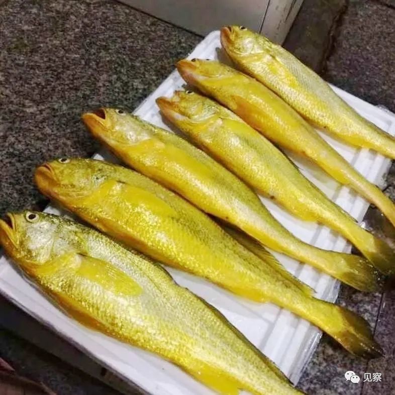 浙江渔民一网野生黄鱼卖出957万高价网友物以稀为贵