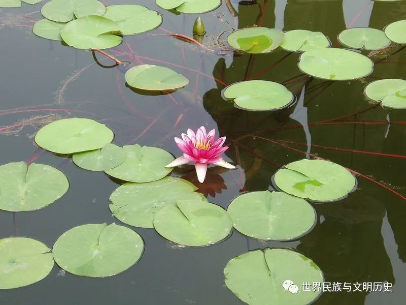 為生長於熱帶及溫帶的多年生水生植物,模式屬為睡蓮屬.