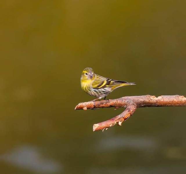 黄雀为雀科金翅雀属的鸟类.体重9.5-16克;体长106-122毫米.