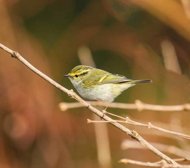 冬天里的一抹黄活泼可爱的小黄雀