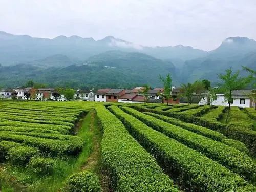 紫阳县2021年富硒茶产业发展成效