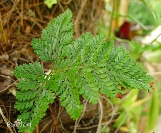 骨科良药骨碎补