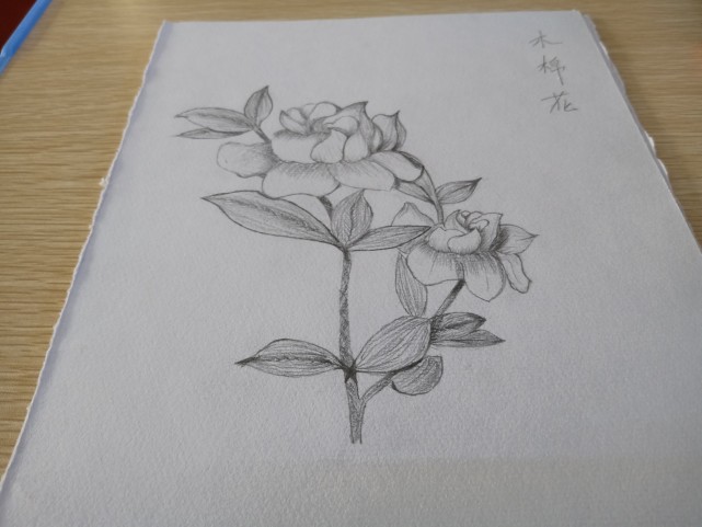 手繪素描花圖