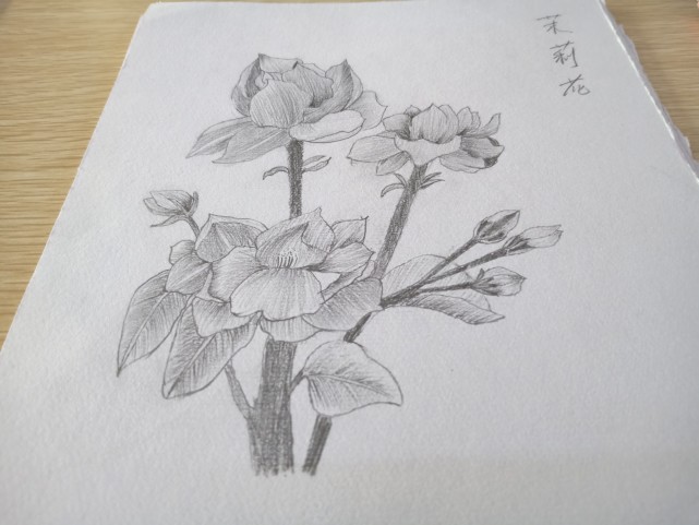 手绘素描花图