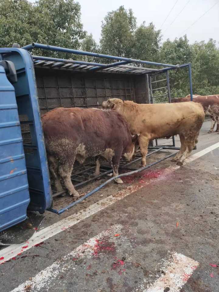 货车翻车牛魔王在高速上狂奔乱窜