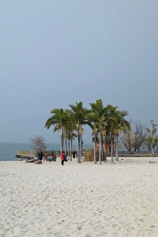 白色沙滩 粉色樱花,"梦寻花海"也太浪漫了吧|樱花谷|邛海湿地|邛海