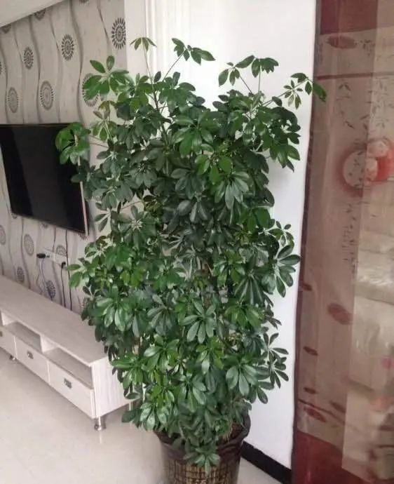 这种植物叫"鸭脚木,比发财树好养,1根枝条长成一棵大树