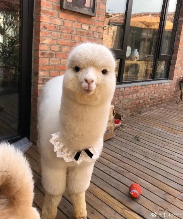 羊驼的价格并不便宜,木汁花了3万元买下了一只白色羊驼,并给它取名