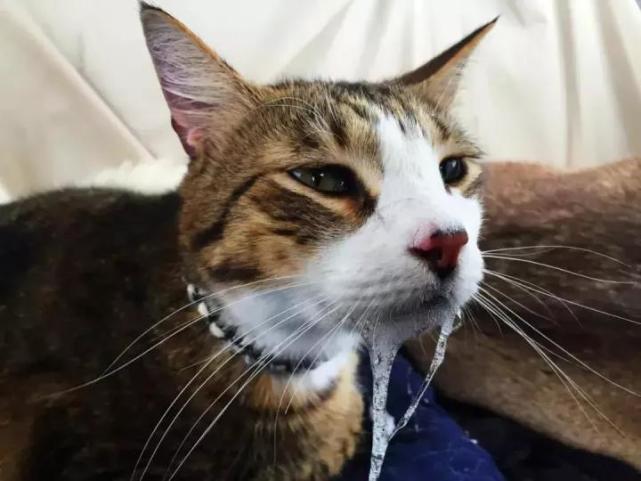 猫咪流口水是因为肚子饿吗?