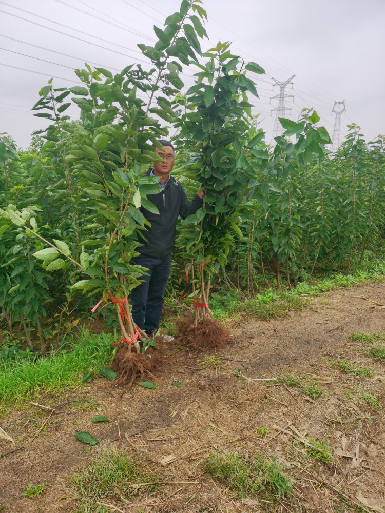 全面介绍加拿大巨人樱桃苗